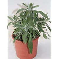 Salvia (Maceta 13 cm Ø) - Planta viva - Planta aromatica